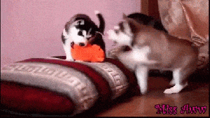 giphy puppies