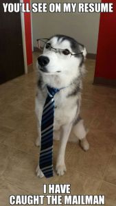 job-interview-dog